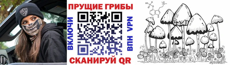blacksprut ссылки  Лесной  Галлюциногенные грибы Psilocybe 